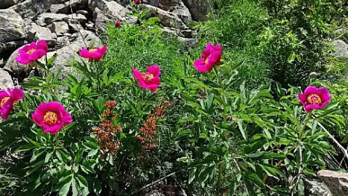 Koruma altındaki 'ayı gülü' çiçek açtı