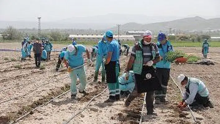 Kocasinan'da 70 bin fide toprakla buluştu