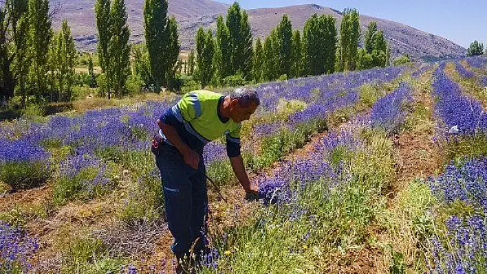 Develi'de lavanta bahçesinde hasat zamanı yaklaştı