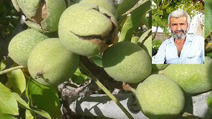 Ceviz çırparken ağaçtan düşüp öldü