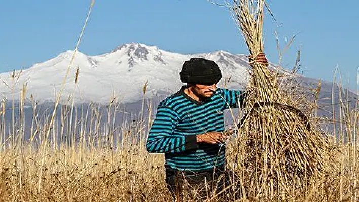 Sultansazlığı'ndan Avrupa'ya kamış ihracatı  