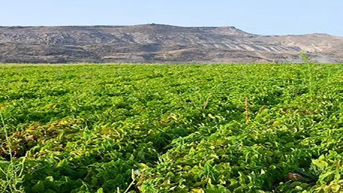 Kocasinan'da tıbbi ve aromatik bitkiler ürün vermeye başladı