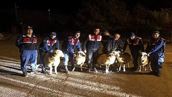 Kayseri'de küçükbaş hayvan hırsızlığı 