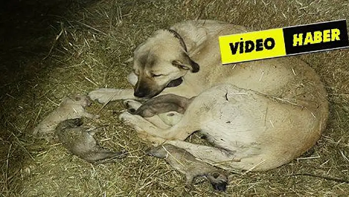 Yavru kangallar dondurucu soğuğa dayanamadı 