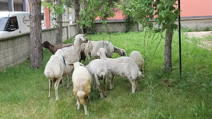 Başıboş koyunlara karakol sahip çıktı