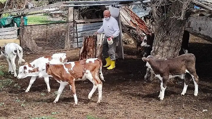 Kaybolan buzağıyı polis buldu