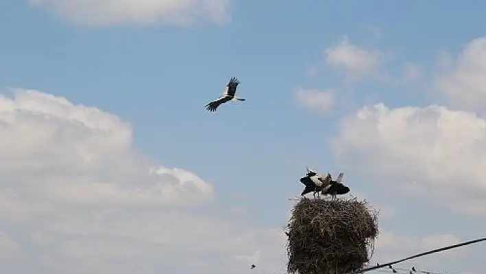 Hürmetçi Sazlığı'nda leyleklerden görsel şölen