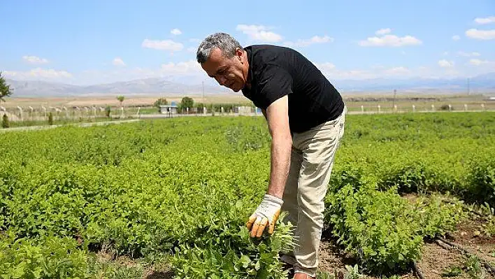 Hollanda'da edindiği tecrübeyle memleketi Kayseri'de melisa yetiştiriyor