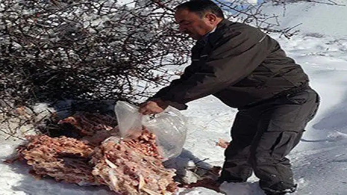 Yaban hayvanları için doğaya yem bırakıldı  