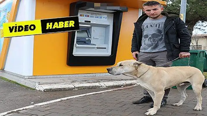 Başına 10 bin TL ödül konulan köpek bulundu