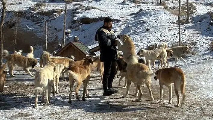 Sokak hayvanlarının 5 yıldızlı oteli: Pati Evi