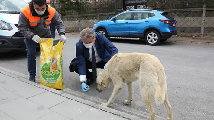 Melikgazi'de sokak hayvanları unutulmadı