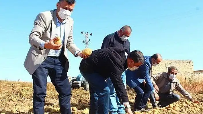 Yeşilhisar'da patates hasadı devam ediyor