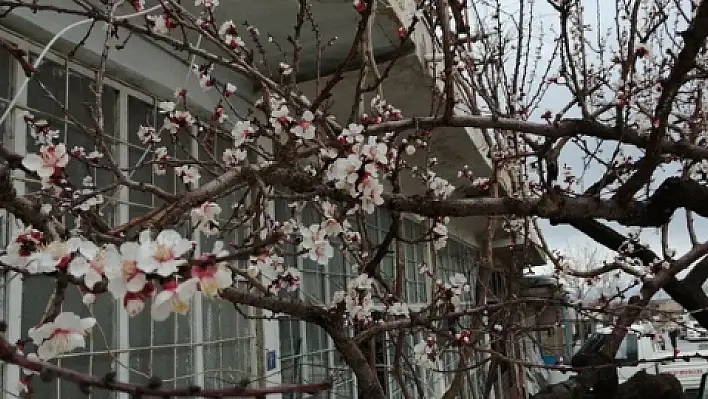 Kayısı ağaçlarını don vurdu