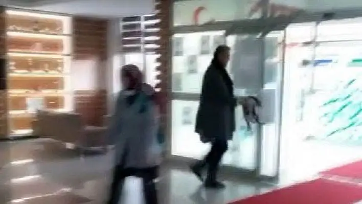 Kayseri'de kediye tekme attığı iddia edilen okul müdürü hakkında soruşturma başlatıldı