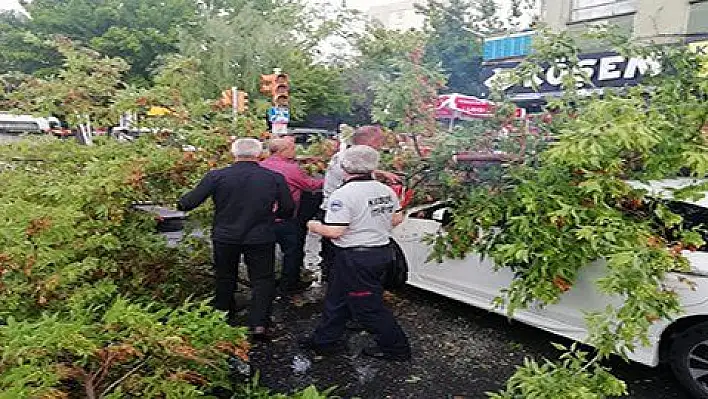 Rüzgardan devrilen ağaç otomobilin üzerine düştü 