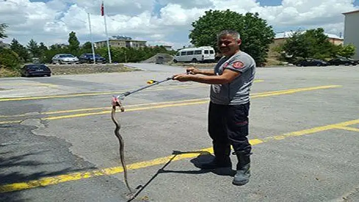 Bodruma giren yılan itfaiye ekiplerince çıkarıldı 