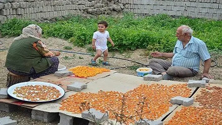 Köylerde kayısı kurutma işlemi başladı 