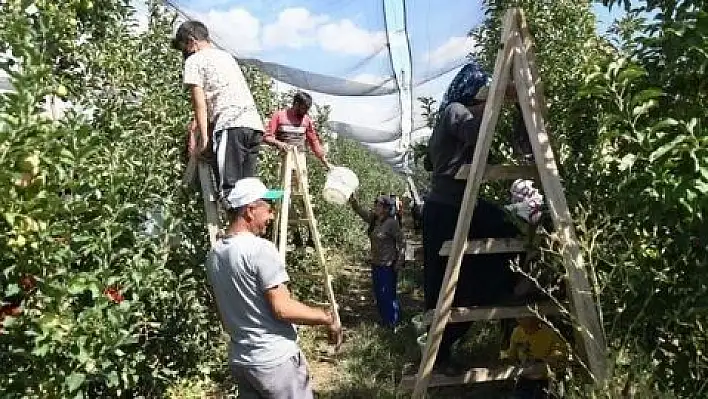 Kayseri'de elma hasadı başladı