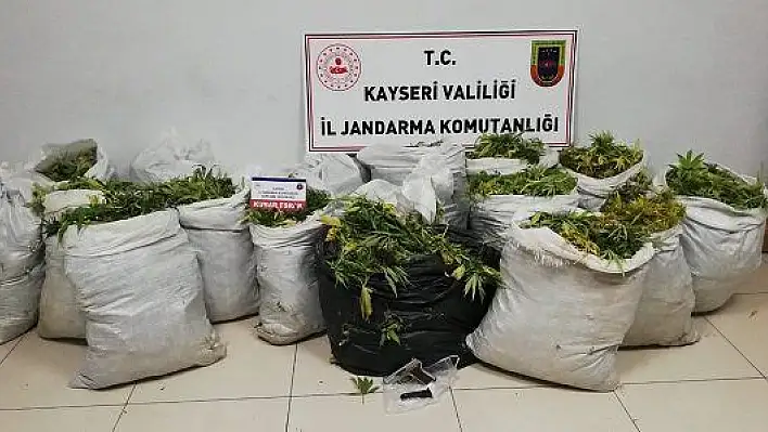 160 kilo yaş kubar esrar ele geçirildi