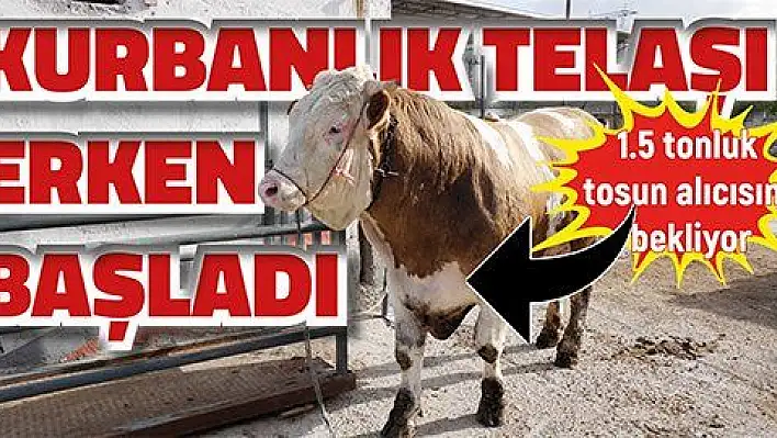 Kurbanlık telaşı erken başladı