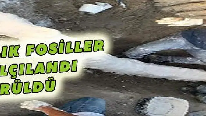 MİLYON YILLIK FOSİLLER HEMEN ALÇILANDI GÖTÜRÜLDÜ