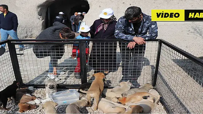 Bu köy sokak köpeklerine özel