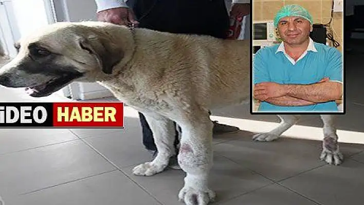 Ayağı tümörlü köpek sağlığına kavuştu