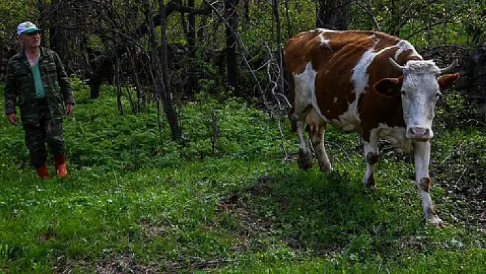 Buzağı aldığı ineğine gözü gibi bakıyor