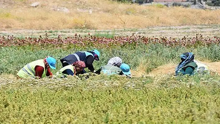 Kocasinan'da tıbbi ve aromatik bitkilerin hasadı başladı