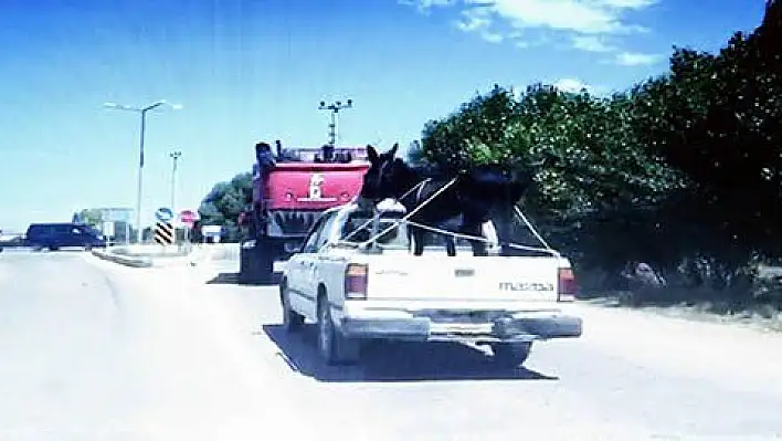 Eşeğin kamyonet ile yolculuğu görenleri şaşırttı 