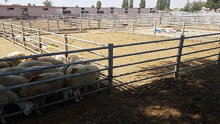 Elde kalan büyük ve küçükbaşlar KTB'nin pazarında satılıyor