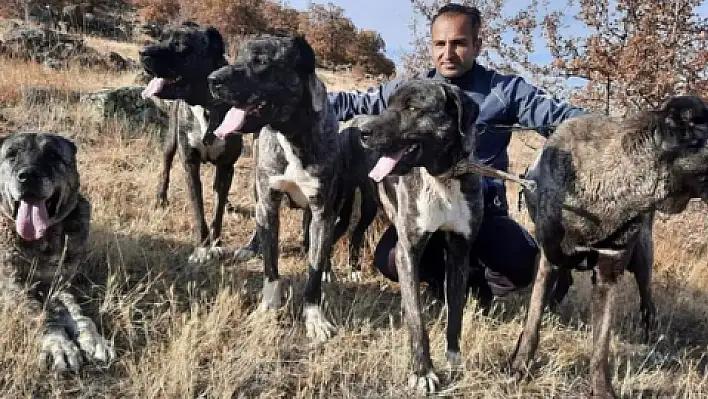 Sivas'ın kangalı Tomarza'nın 'çapar köpekleri' 