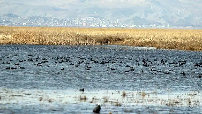 Sultan Sazlığı'nda göç hareketliliği