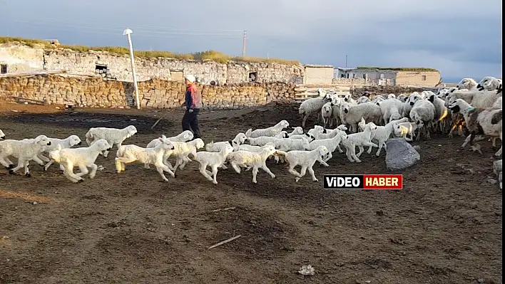 500 kuzunun anneleri ile buluşması hayranlık uyandırdı 