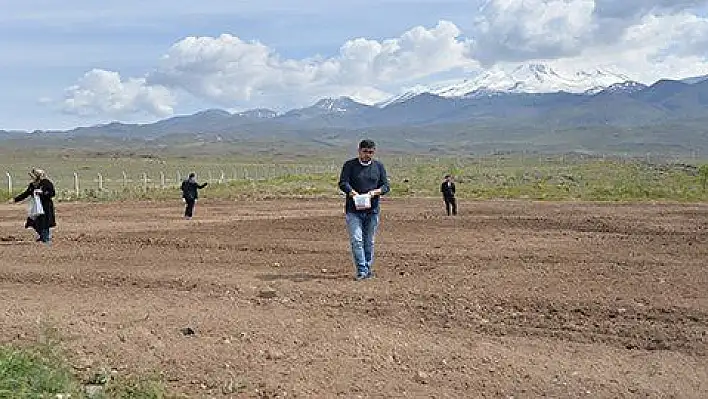 Kayseri'de 76 bin 543 metrekare alana kenevir ekildi 