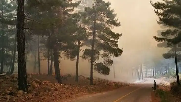 Kayseri'de orman yangını