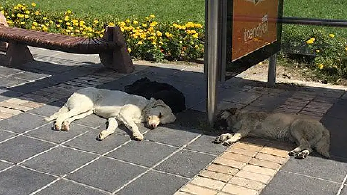 Eylül sıcağı, hayvanları da olumsuz etkiliyor