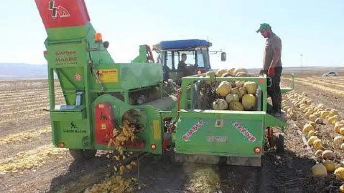 Kabak çekirdeği hasadı başladı