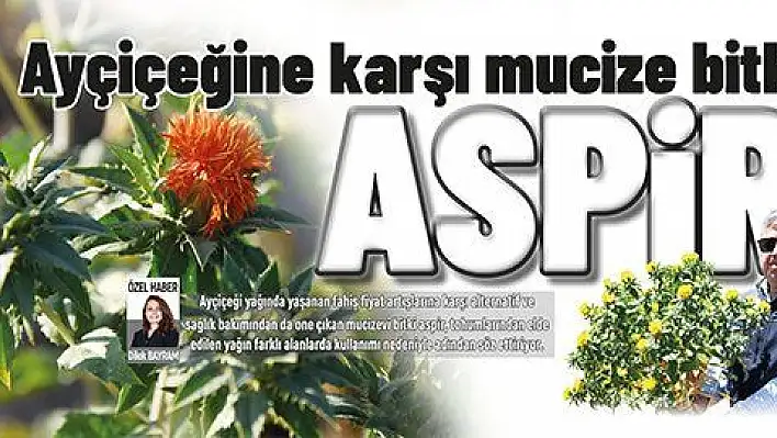 Ayçiçeğine karşı mucize bitki  ASPİR!