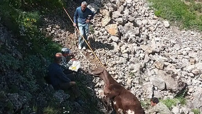 Dere yatağına düşen inek kurtarıldı