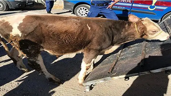 Kayseri'de büyükbaş hayvan hırsızlığı 