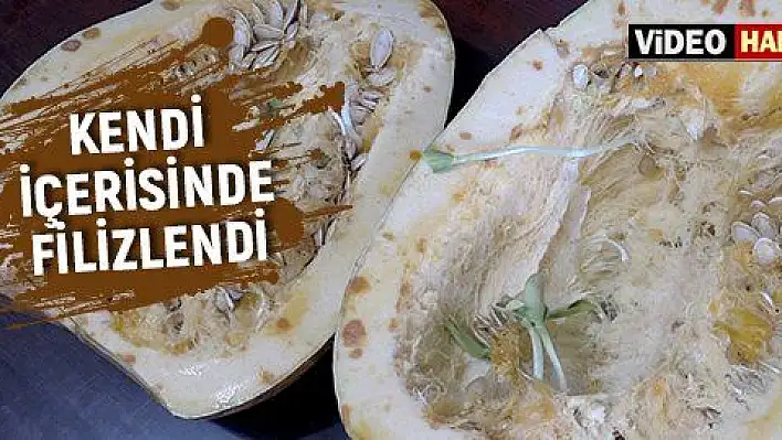 Bal kabağının çekirdeği kendi içerisinde filizlendi