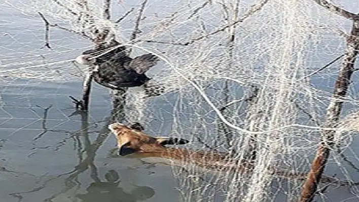 Bilinçsiz avcıların bıraktığı ağlar, yaban ördeği ile tilkiyi öldürdü  