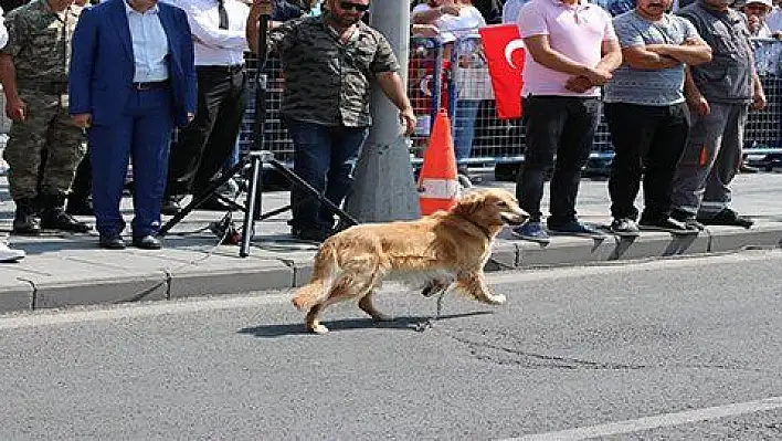 Kayseri'de Zafer Bayramında arama köpeği kaçtı