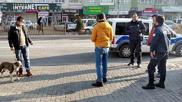 Sokakta başıboş gezen pitbul yakalanarak, barınağa teslim edildi