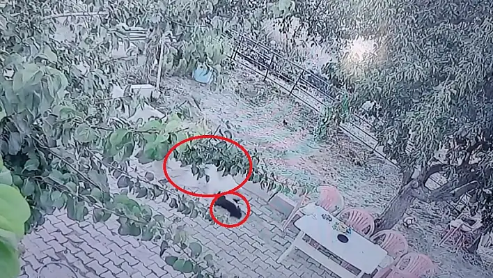Kayseri İncesu'da köpek saldırısı! Yaralı yavru köpek tedaviye alındı