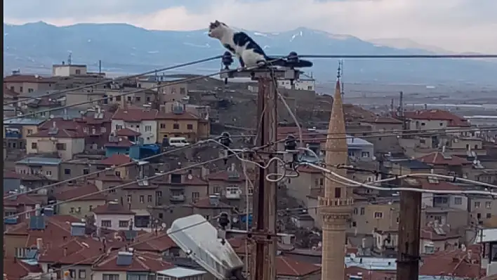 Kayseri İtfaiyesinden kediyi kurtarma operasyonu