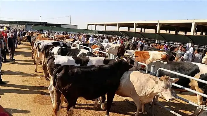 Kayseri kurban satış yerlerinde sıkı pazarlıklar!