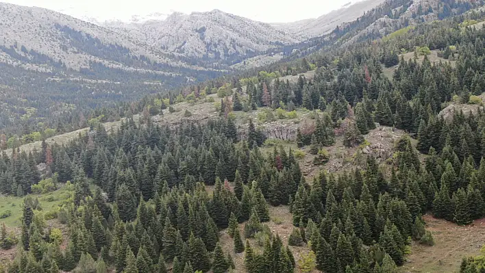 Kayseri'nin Gizli Cenneti: 300 Yıllık Ağaçlarla Kaplı Berçin Yaylası!